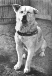 hachiko.JPG