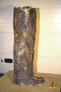 leg.jpg