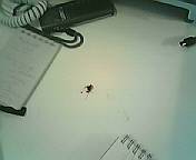 roach.jpg