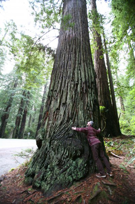 treehugger2.jpg